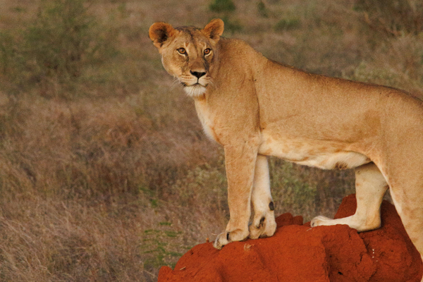Lions on dry plains of Tsavo East