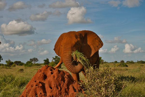 African elephant in Tsavo