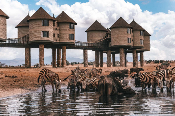Zebra drinking water